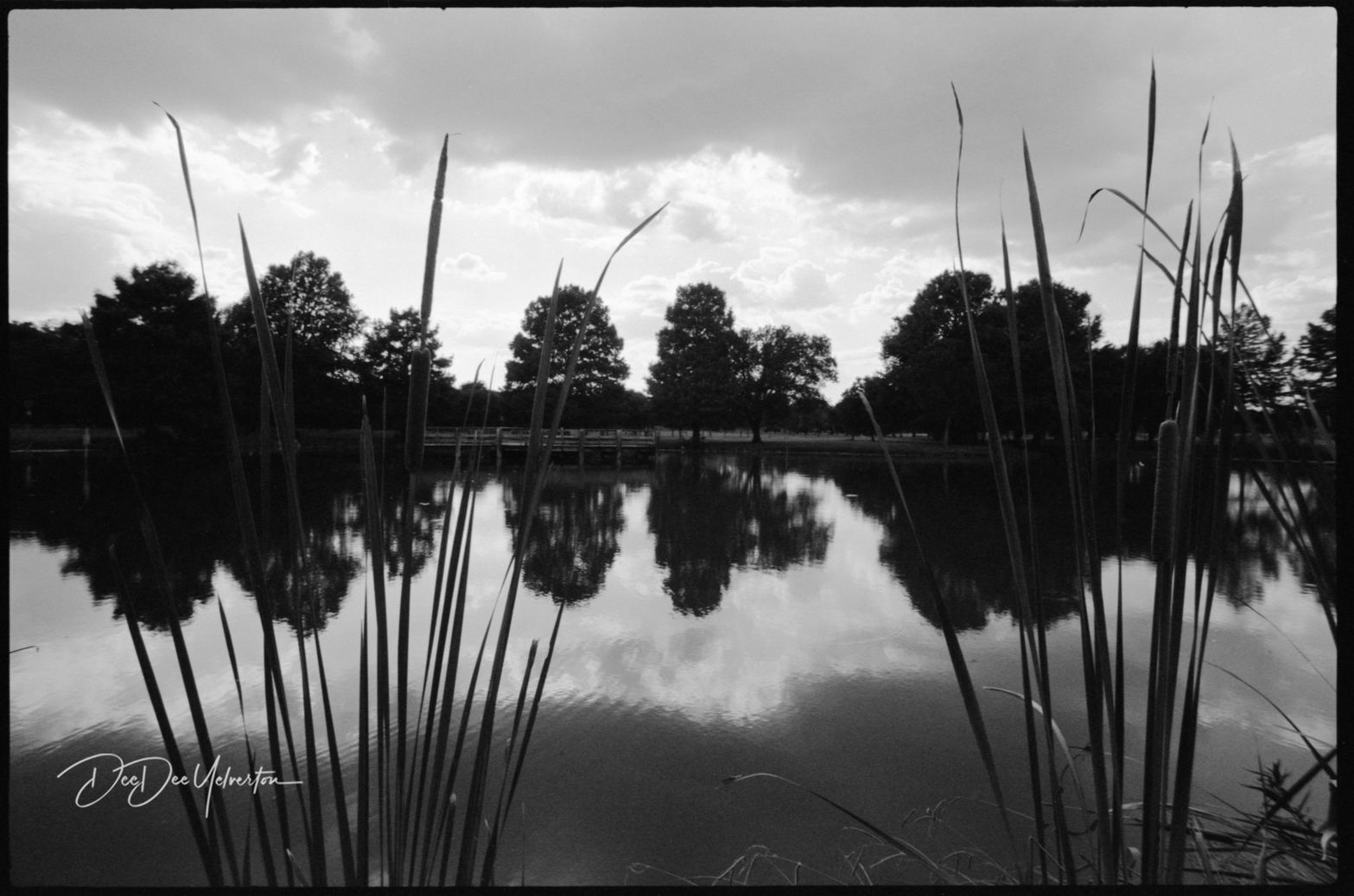 Reeds (BW film)