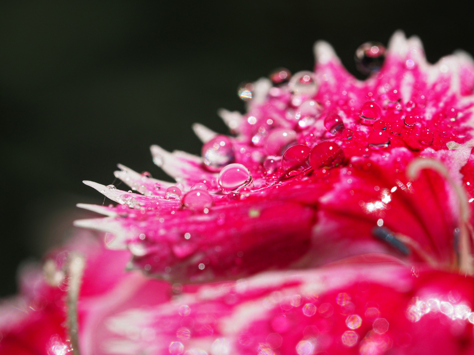 "Flower Jewelry"