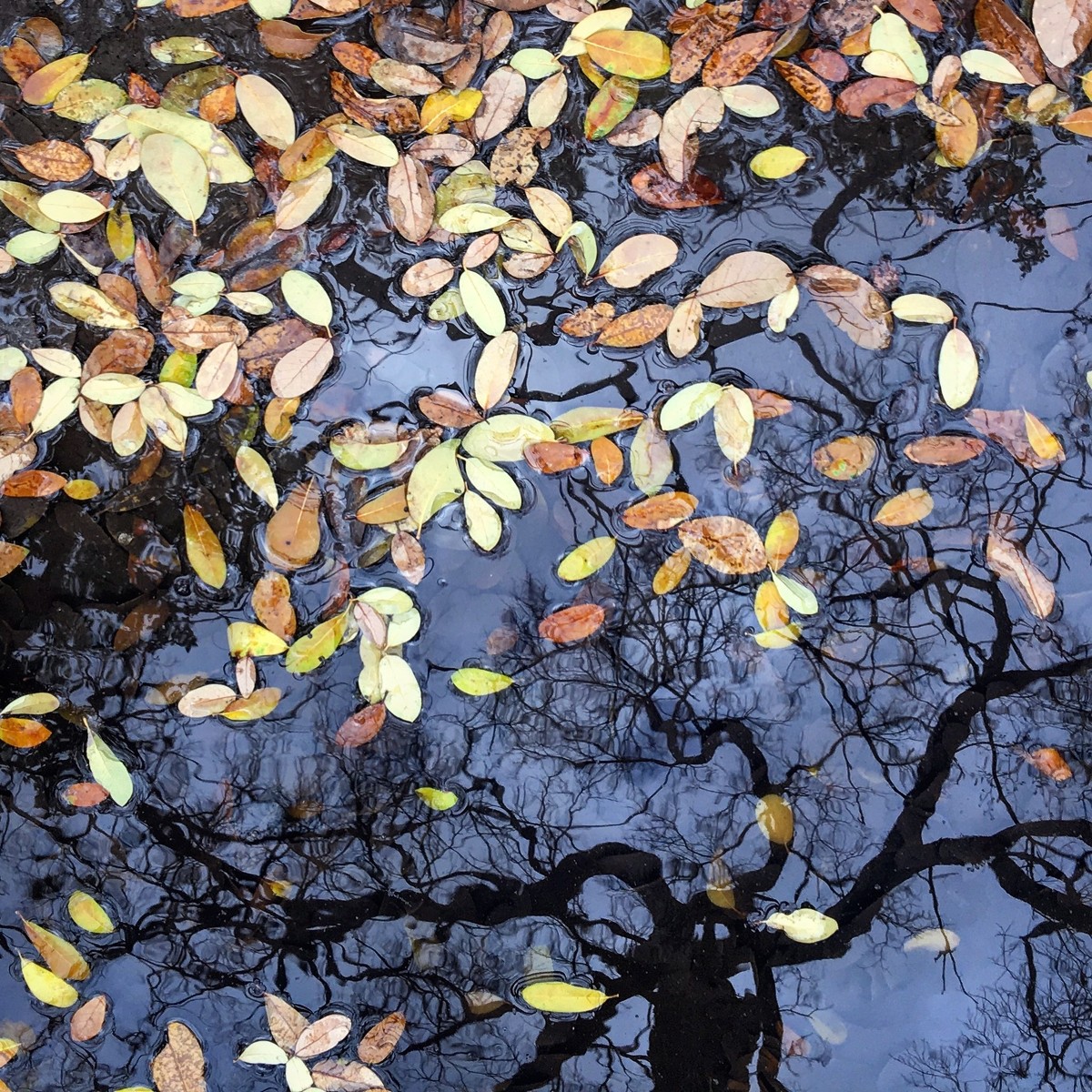 "Windblown" - From the Face in the Trees series