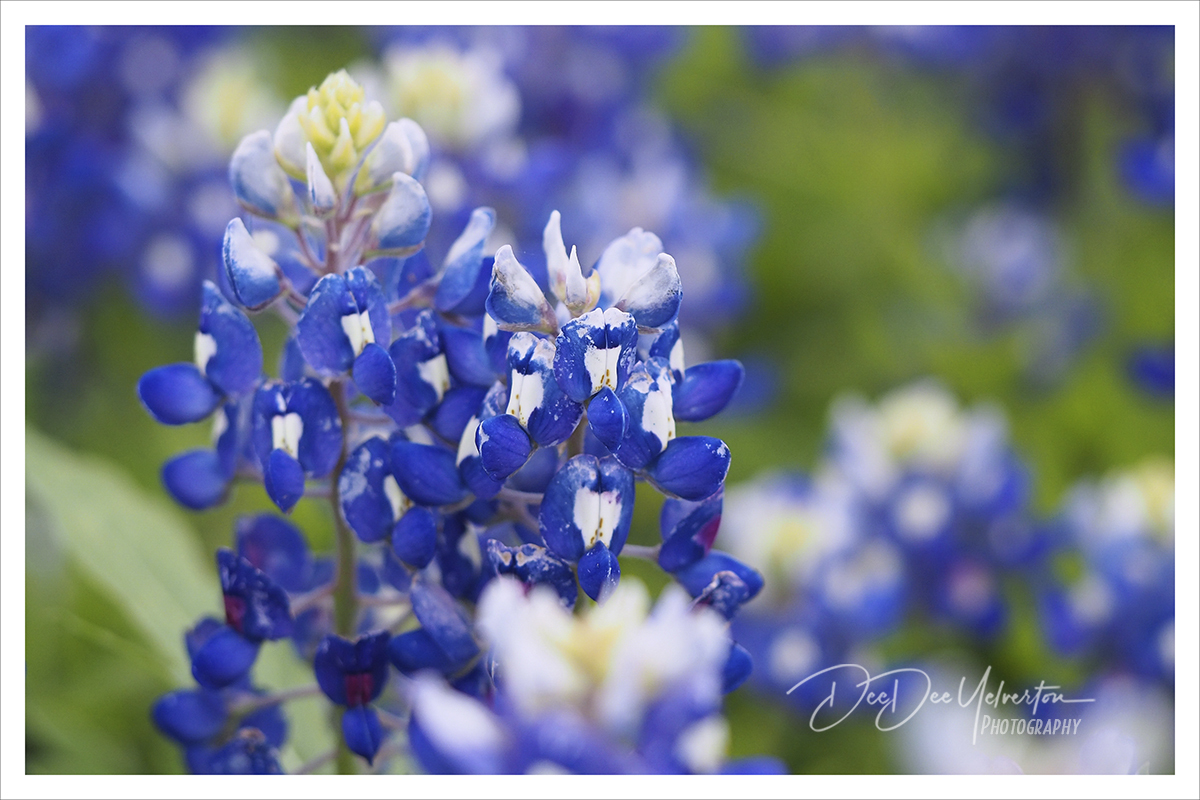 Bluebonnets forever