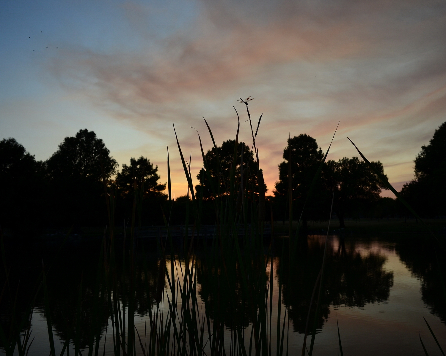 Dragonfly at sunset